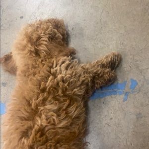 Meet your Posher, Ammon